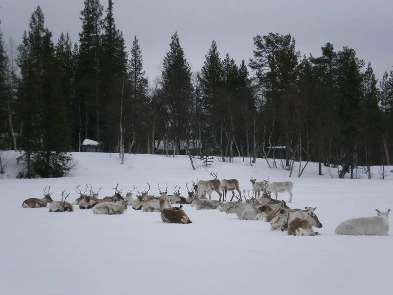 Отель Kyroen Loma Экстерьер фото